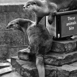 Animals Otters. July 1967 P007365
