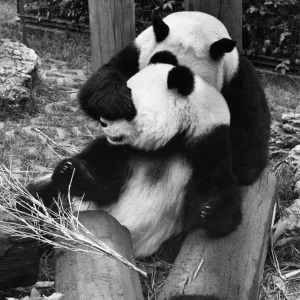 Panda Pair at London Zoo Print