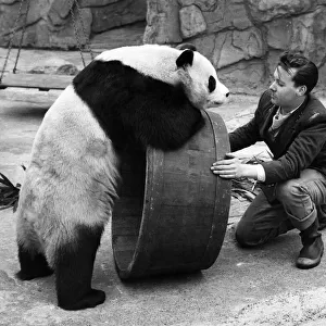 Animals: Panda. "Lets roll it"Chi-Chi seems to be saying to keeper Alan