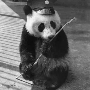 Animals - Panda. May 1946 P000606