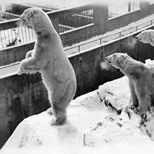 Animals - Polar Bears. March 1931 P000364