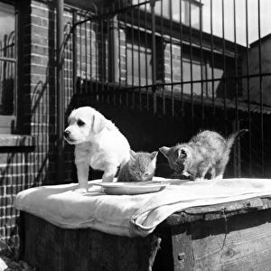Animals at Prince Rock Dogs and Cats home Plymouth. August 1950 O25406-004