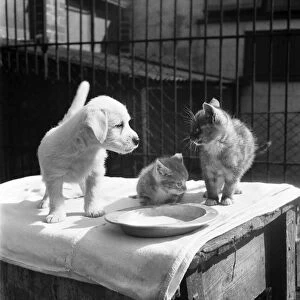 Animals at Prince Rock Dogs and Cats home Plymouth. August 1950 O25406-008