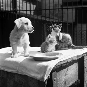 Animals at Prince Rock Dogs and Cats home Plymouth. August 1950 O25406-010