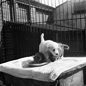 Animals at Prince Rock Dogs and Cats home Plymouth. August 1950 O25406-009