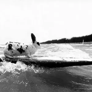 Animals - Rabbit Rabbit surfing in the sea 22 / 06 / 1981 Animals - Rabbit Rabbit surfing in the sea 22 / 06 / 1981