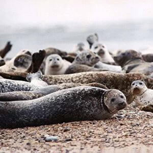 Animals Seals. Seals on the blakney point reserve most of which have distemper