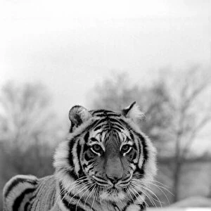 Animals: Tiger: -Emma"the tiger is one of two tigers used to promote Esso Petrol