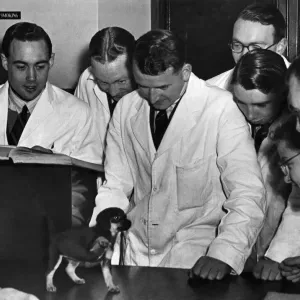 Animals Vets: Trainee Vets seen here at the Royal veterinary Collage, examine a Puppy Animals Vets: Trainee Vets seen here at the Royal veterinary Collage, examine a Puppy