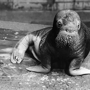 Animals - Walrus. Alice right out of Wonderland. Making her first public appearance