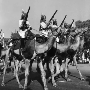 Animals at War Camels January 1961 A dress rehearsal in Dehli