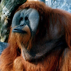 Animals - wild - monkeys - apes - orang-outan orangoutan Adam the Orang-utan sits
