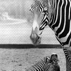 Animals Zebras: Rufus To The Rescue. A happy event was what people wanted at Marwell Zoo