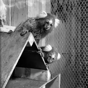 Animals: Zoo: Marmosets from Brazil seen here at Chessington Zoo. August 1953 D4031-002 Animals: Zoo: Marmosets from Brazil seen here at Chessington Zoo. August 1953 D4031-002
