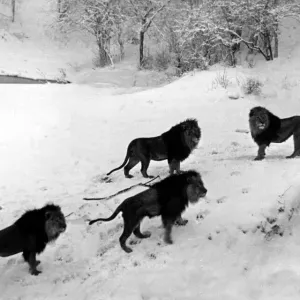 Animals - Zoos - Lions - Cats Weather - Seasons - Snow Lions on the snowy Animals - Zoos - Lions - Cats Weather - Seasons - Snow Lions on the snowy