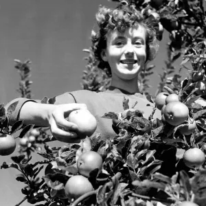 Ann Beagles a Pomologist (student of apples) is inspecting as she works amongst the apple