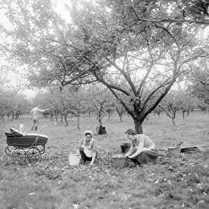 Apple picking time - and while mother works baby enjoys the country air