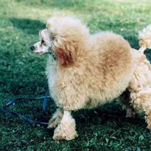 Apricot Toy Poodle American size