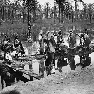 Arabs seen here working in a palm grove after the floods