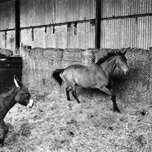 Arkle and companion donkey "Nellie", convalecing in barn at Bryanstown Farm