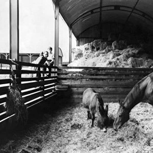 Arkle and companion donkey -Nellie", convalecing in barn at Bryanstown Farm