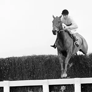 Arkle racehorse wins the Gold Cup in 1966 Jumps fence