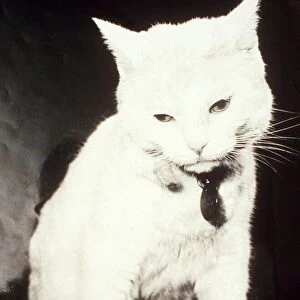 Arthur the White Cat - October 1995 who featured in TV ads