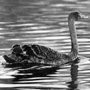 An Australian Black Swan An Australian Black Swan