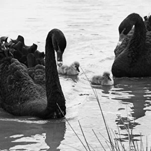 Two Australian black swans with their cygnets
