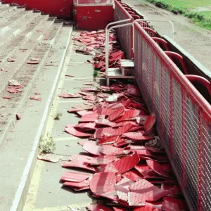 Ayresome Park, the home of Middlesbrough F. C which is due to be demolished following