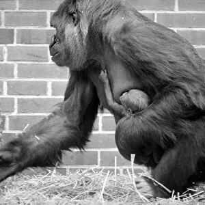 Baby Doll, a gorilla at Howlett Park Zoo in Littleborne with new born baby Kisoro