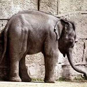 Baby elephant Jubilee, the first to be born in Britain, at Chester Zoo June1977
