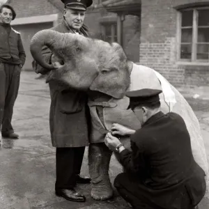 Baby Elephant at London Zoo December 1949