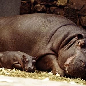 Baby hippopotamus Samantha with her mother Myra at Chester Zoo March 1978 A©