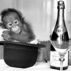 A Baby Orangutan with Bollinger Champagne Print 28th December 1974