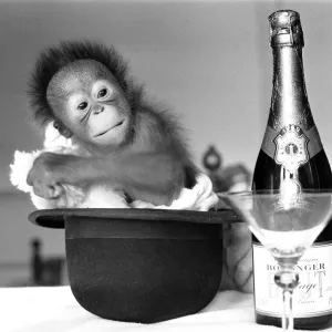 A baby Orangutan at Twycross Zoo beside a bottle of Bollinger Champagne A baby Orangutan at Twycross Zoo beside a bottle of Bollinger Champagne