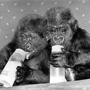 Two baby orphan gorillas Tamirilla (left) and Tambabi drinking milk from their bottles at