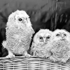 Three baby owls sitting perched on a wicker basket. May 1975 Three baby owls sitting perched on a wicker basket. May 1975