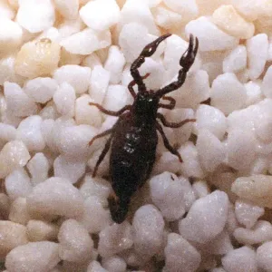 A baby scorpion in July 1994