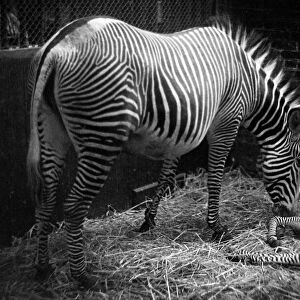Baby Zebra at London Zoo circa 1955