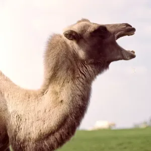 A bactrian camel at Whipsnade Zoo March 1966