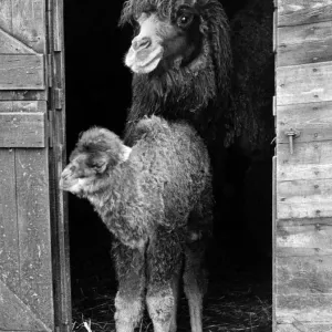Bactrian camel and young at Whipsnade Zoo. Circa 1969 P007490