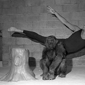 Ballet of the Apes Diana the gorilla is not moved by kepper Mike Colbourne dancing