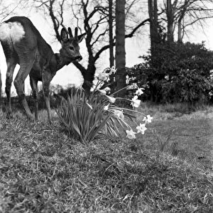 Bambi the deer adopted by birmingham FC. March 1953 D1411-001