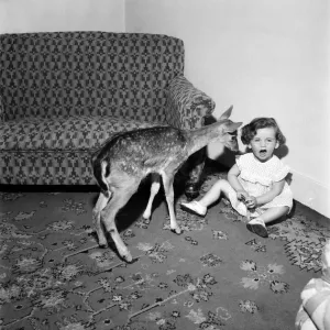 Bambi'Tame Fawn with Lindsay Pennell. July 1952 C3429