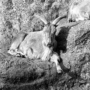 A Barbary sheep from North African must have thought it was still there