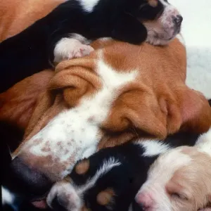 Bassett Hound with Pups Puppies - December 1995 sleeping ecard05 Bassett Hound with Pups Puppies - December 1995 sleeping ecard05