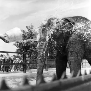 Bath Time For Marjorie The Elephant: Straight between the eyes and loving it Bath Time For Marjorie The Elephant: Straight between the eyes and loving it