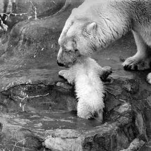 Bath time for the four month old polar bear cub Jamie at Bristol Zoo Bath time for the four month old polar bear cub Jamie at Bristol Zoo