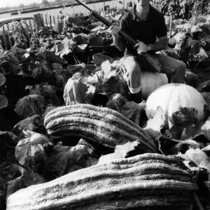 Beady Eyed David Payne sits astride one of his marrows, on the lookout Beady Eyed David Payne sits astride one of his marrows, on the lookout